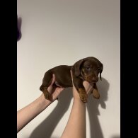 Dachshund (Standard &amp; Miniature) - Both