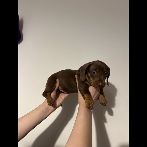 Dachshund (Standard &amp; Miniature) - Both