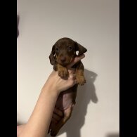 Dachshund (Standard &amp; Miniature) - Both