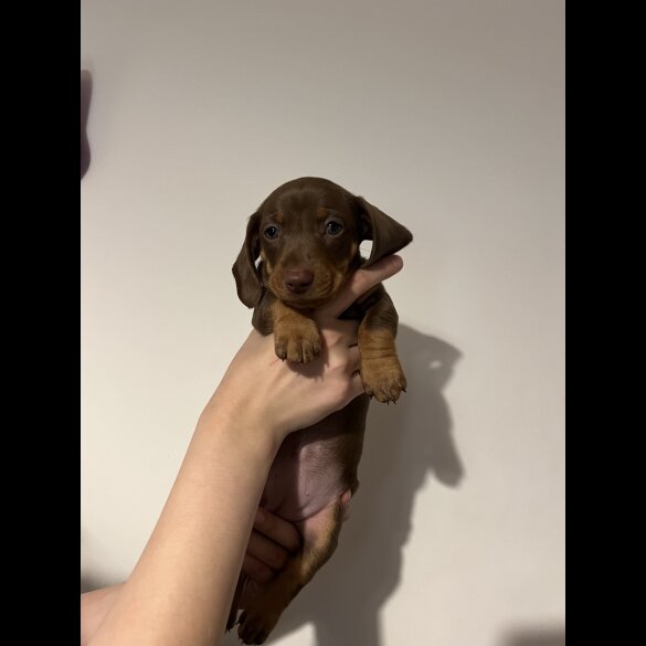 Dachshund (Standard &amp; Miniature) - Both