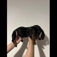 Dachshund (Standard &amp; Miniature) - Both