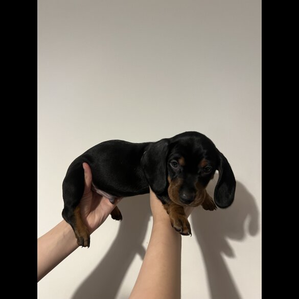 Dachshund (Standard &amp; Miniature) - Both
