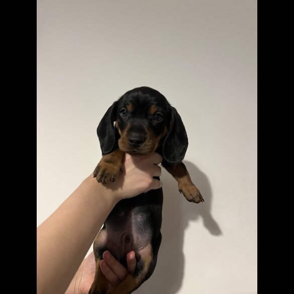 Dachshund (Standard &amp; Miniature) - Both