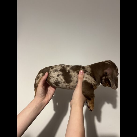 Dachshund (Standard &amp; Miniature) - Both