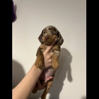 Dachshund (Standard &amp; Miniature) - Both