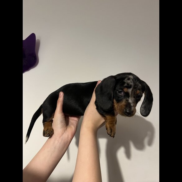 Dachshund (Standard &amp; Miniature) - Both