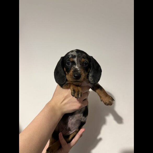 Dachshund (Standard &amp; Miniature) - Both
