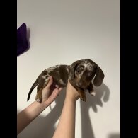 Dachshund (Standard &amp; Miniature) - Both