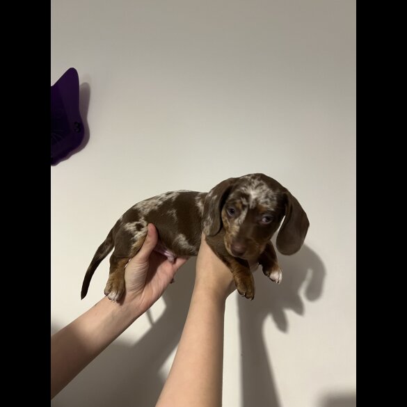 Dachshund (Standard &amp; Miniature) - Both