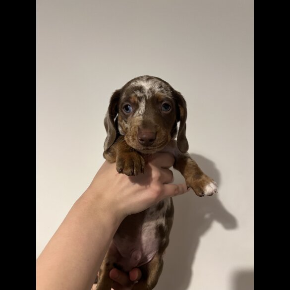 Dachshund (Standard &amp; Miniature) - Both