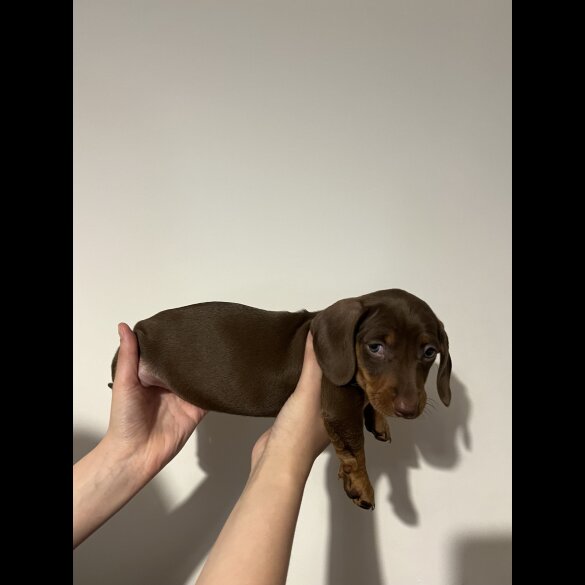 Dachshund (Standard &amp; Miniature) - Both
