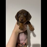 Dachshund (Standard &amp; Miniature) - Both