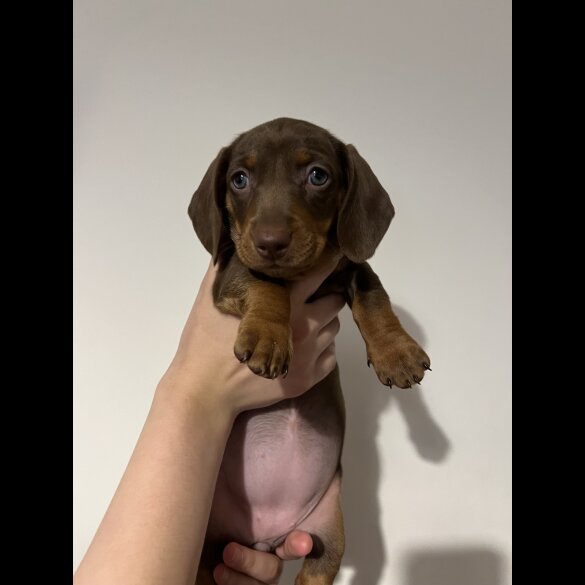 Dachshund (Standard &amp; Miniature) - Both