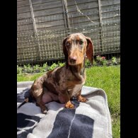 Dachshund (Standard &amp; Miniature) - Both