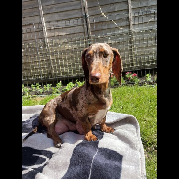Dachshund (Standard &amp; Miniature) - Both