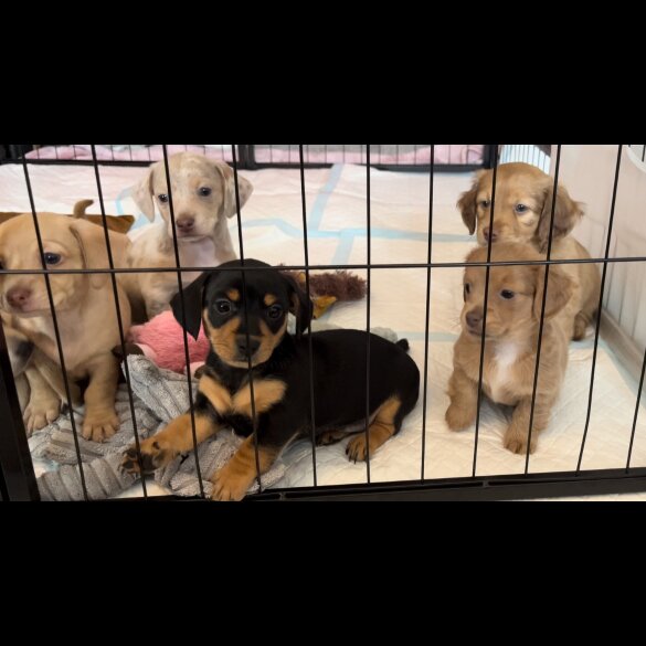 Dachshund (Standard &amp; Miniature) - Both