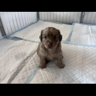 Dachshund (Standard &amp; Miniature) - Both