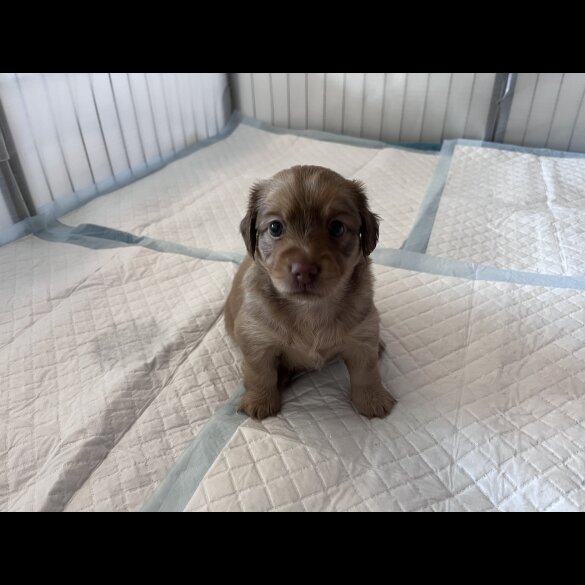 Dachshund (Standard &amp; Miniature) - Both