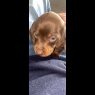 Dachshund (Standard &amp; Miniature) - Dogs