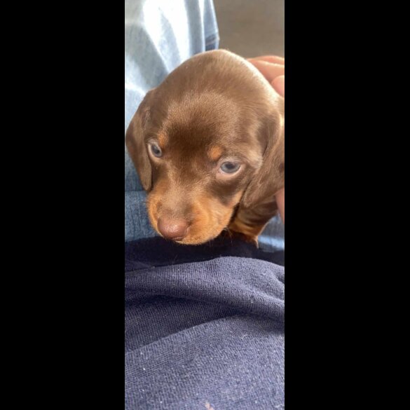 Dachshund (Standard &amp; Miniature) - Dogs