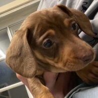 Dachshund (Standard &amp; Miniature) - Dogs