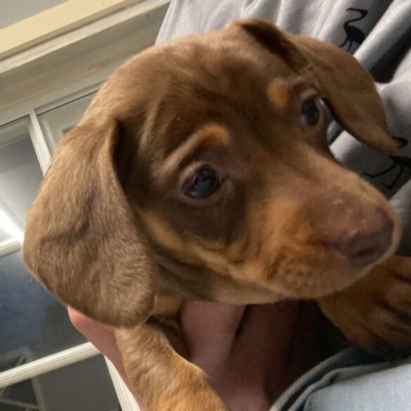Dachshund (Standard &amp; Miniature) - Dogs