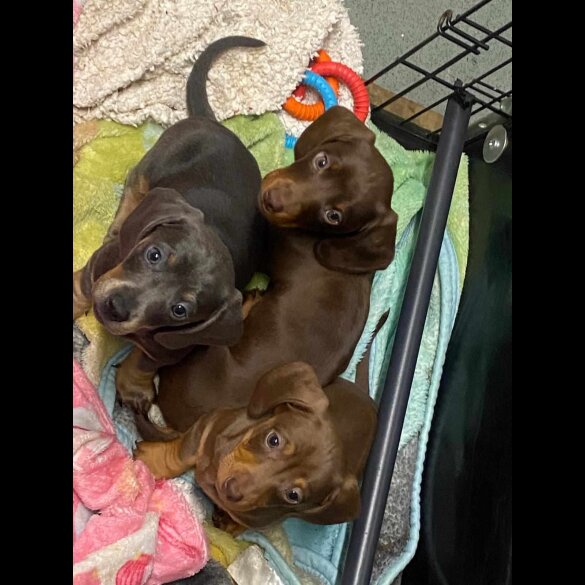 Dachshund (Standard &amp; Miniature) - Dogs