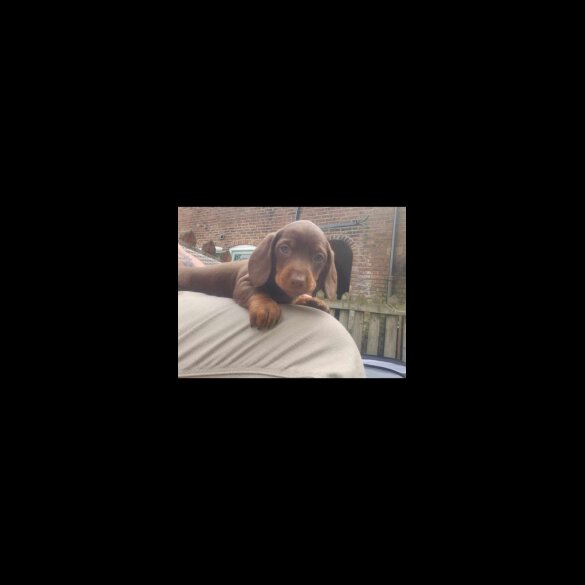 Dachshund (Standard &amp; Miniature) - Dogs