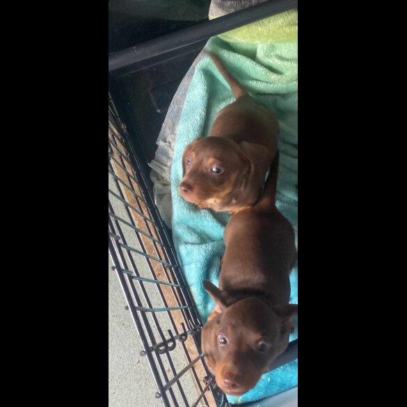 Dachshund (Standard &amp; Miniature) - Dogs