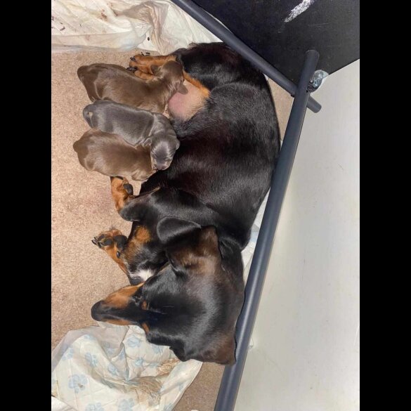Dachshund (Standard &amp; Miniature) - Dogs