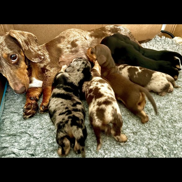 Dachshund (Standard &amp; Miniature) - Both
