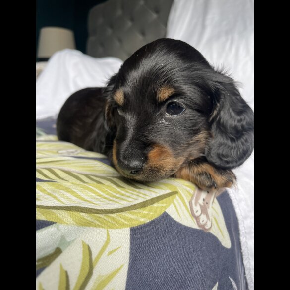 Dachshund (Standard &amp; Miniature) - Dogs