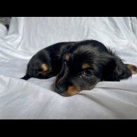 Dachshund (Standard &amp; Miniature) - Dogs