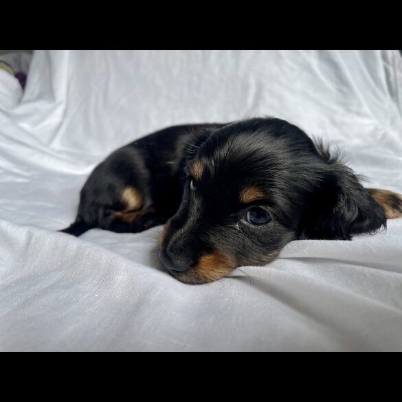 Dachshund (Standard &amp; Miniature) - Dogs