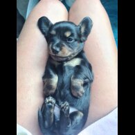 Dachshund (Standard &amp; Miniature) - Dogs