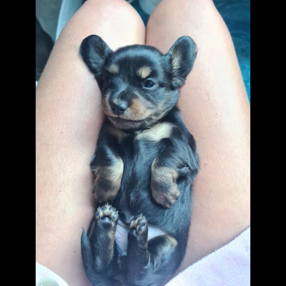 Dachshund (Standard &amp; Miniature) - Dogs