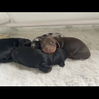 Dachshund (Standard &amp; Miniature) - Dogs