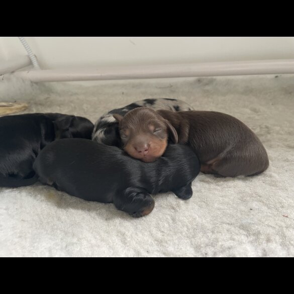 Dachshund (Standard &amp; Miniature) - Dogs