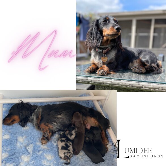 Dachshund (Standard &amp; Miniature) - Dogs