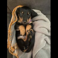 Dachshund (Standard &amp; Miniature) - Both