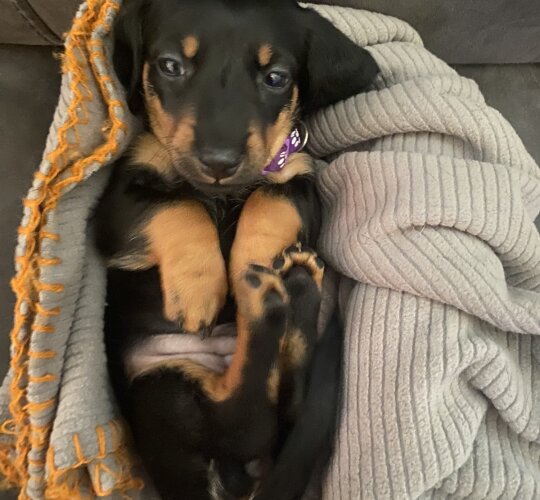 Dachshund (Standard &amp; Miniature)