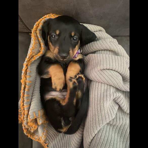 Dachshund (Standard &amp; Miniature) - Both