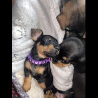 Dachshund (Standard &amp; Miniature) - Both