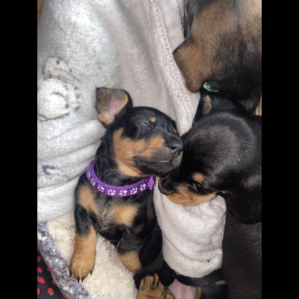 Dachshund (Standard &amp; Miniature) - Both