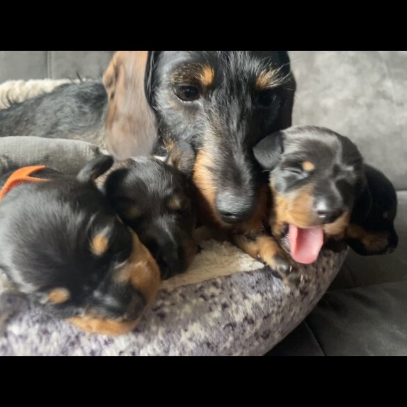 Dachshund (Standard &amp; Miniature) - Both
