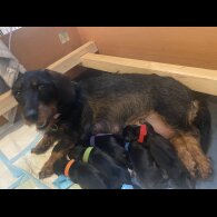 Dachshund (Standard &amp; Miniature) - Both