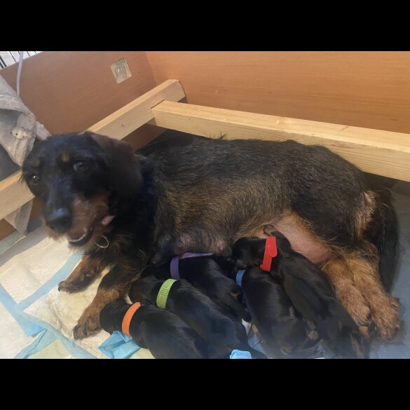 Dachshund (Standard &amp; Miniature) - Both