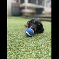 Dachshund (Standard &amp; Miniature) - Dogs