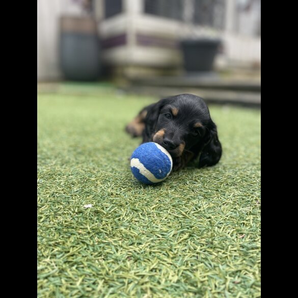 Dachshund (Standard &amp; Miniature) - Dogs