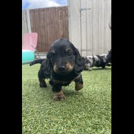 Dachshund (Standard &amp; Miniature) - Dogs